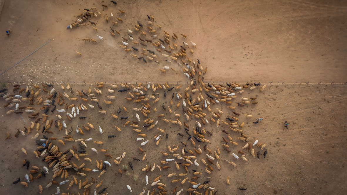 Lake Nash Cattle Station | AUSTRALIA