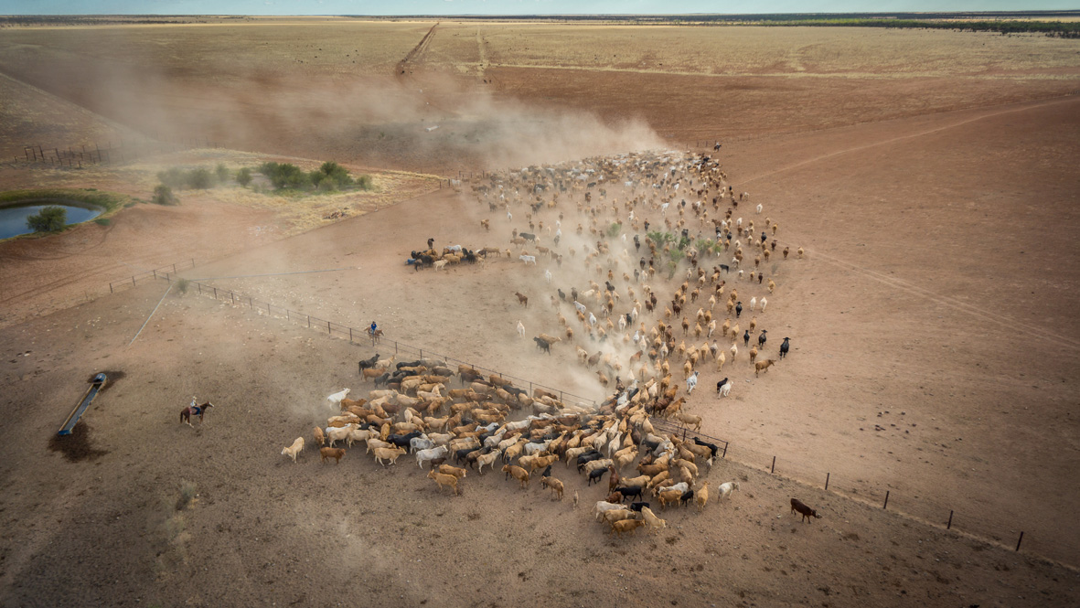 Cattle Station Northern Territory Australia