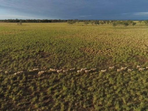 Clover Downs | AUSTRALIA